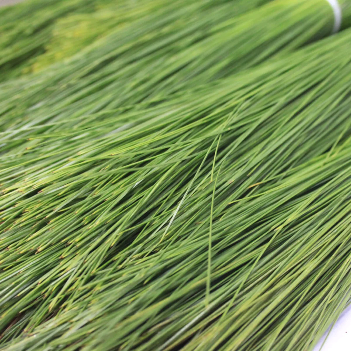 Barg e Sanober | Sanober leaves | | Pine Leaves | برگ سنوبر ، صنوبر کے پتے - Image 2