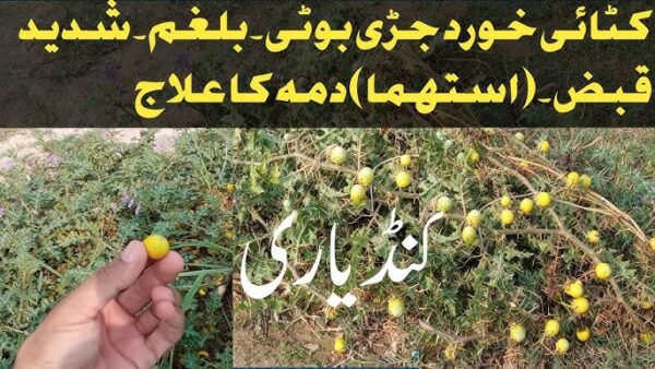 Kandyari | کنڈیاری