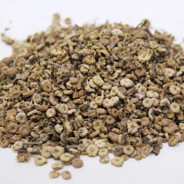 Khubazi | Common Mallow | Malva Neglecta | خبازی | خوبازی