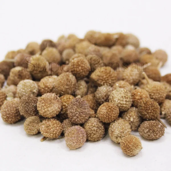 Gul Mundi | Indian Globe Thistle | Mundi Booti | Sphaeranthus Indicus | منڈی بوٹی | گل منڈی