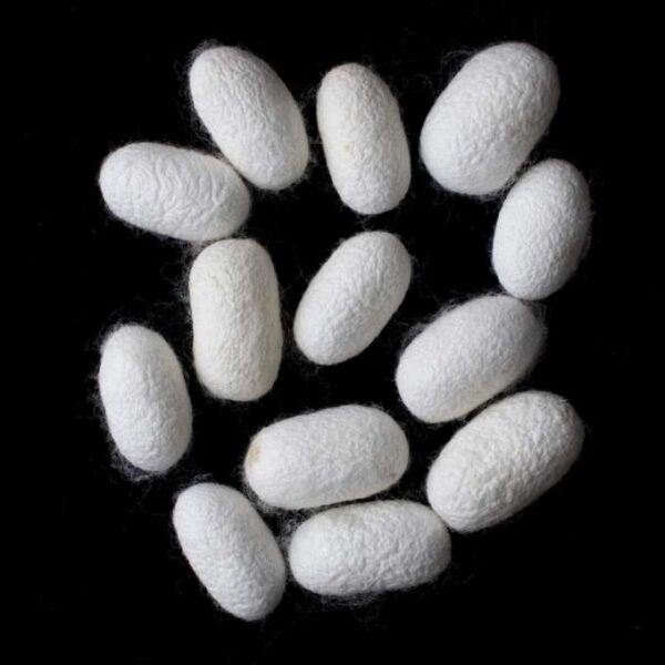 Abresham | Bombyx Mori | Raw Silk Cocoon