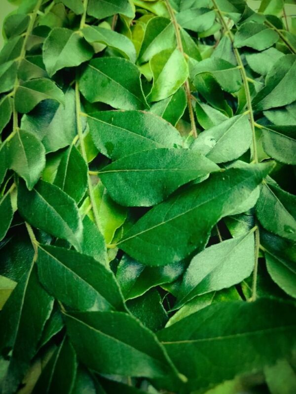 Curry Leaves | Kadi Patta |
