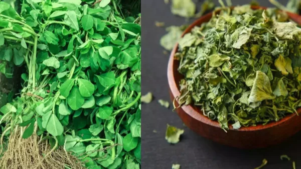 Kasuri Methi | Methi Patta |