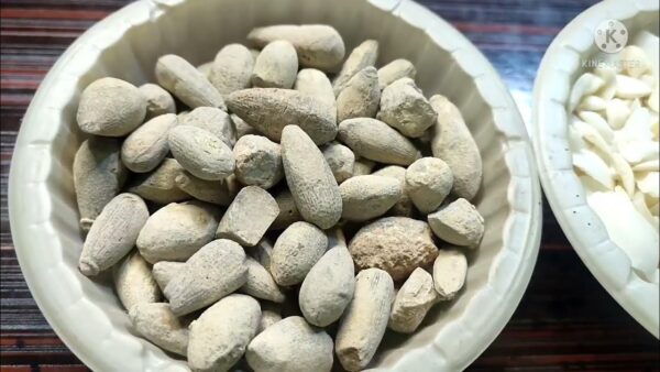 Sang Yahood | Lapis judaicus | Jew Stone | Hijrul Yahood | سنگ یہود | حجرالیہود