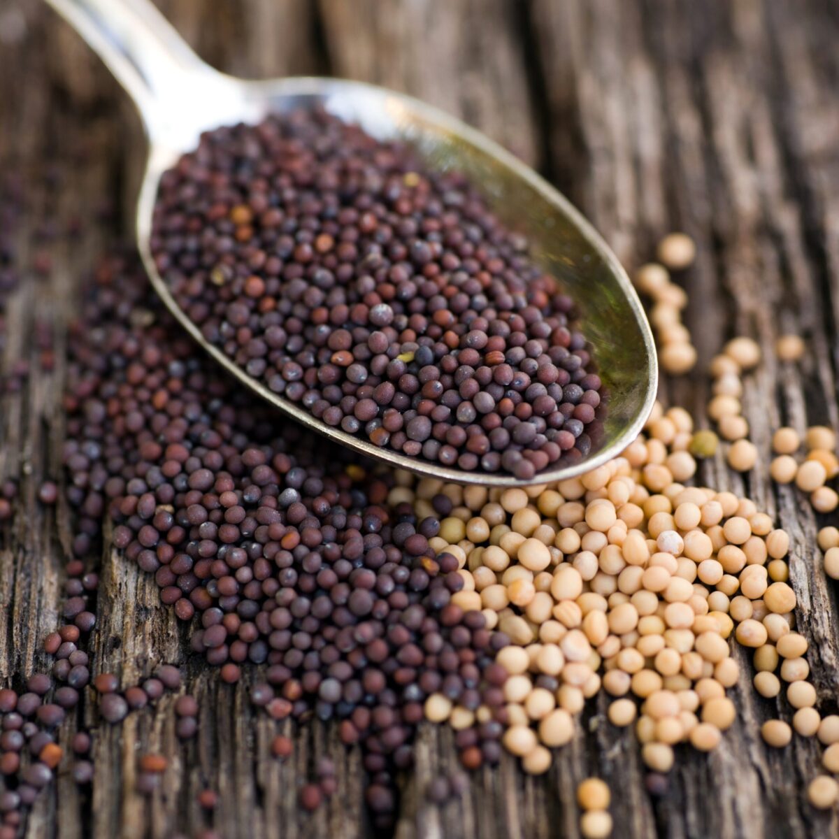 Mustard Seeds | Sarson | - Image 1