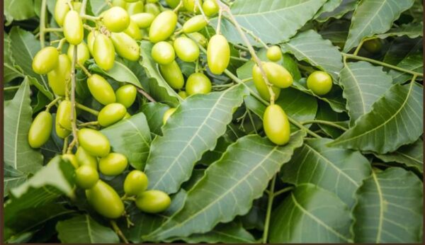 Dry Neem Seeds | Azadirachta Indica | تخم نیم | نیم کے بیج | نیم کی نمولی