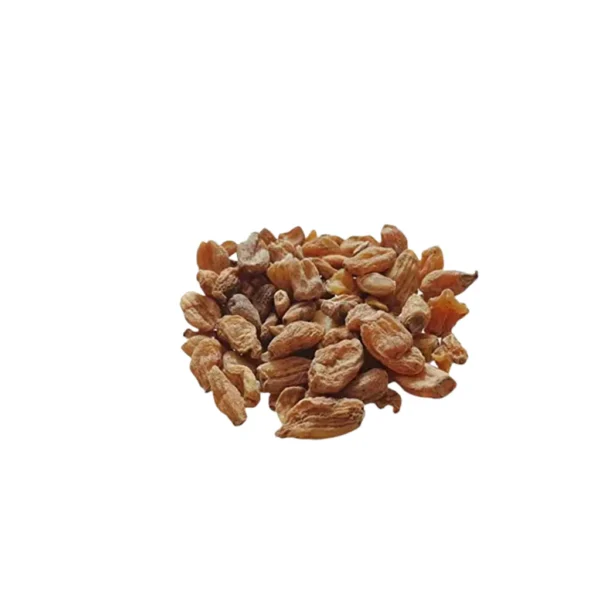 Salab Misri /ثعلب مصری